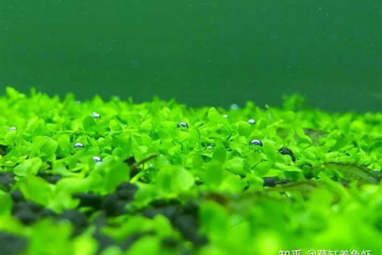 水稻穗肥最佳施肥时期