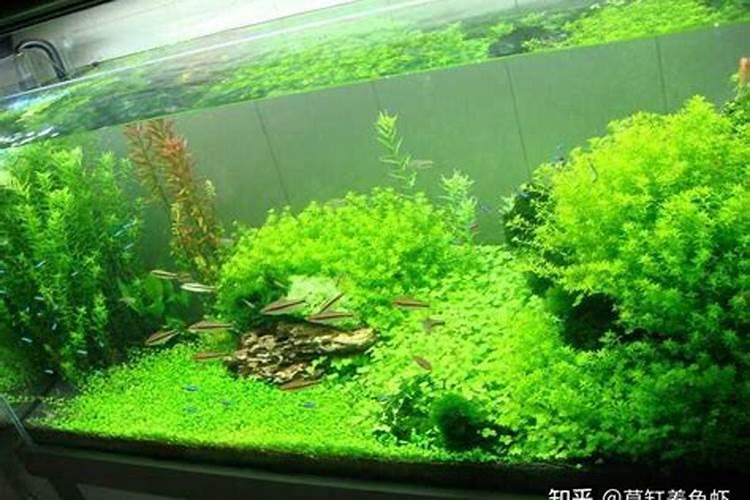 趴地矮珍珠怎么养 要注意些什么