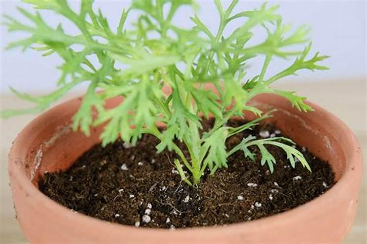 养花用什么肥料最好