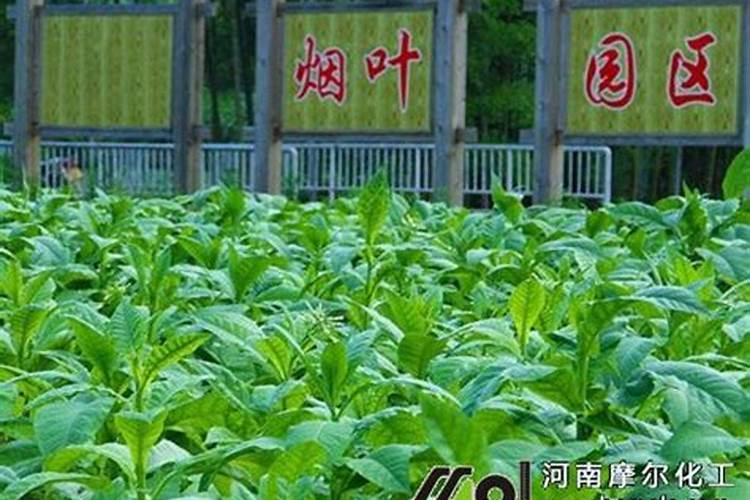 磷和钾对烟草具有何的营养作用？