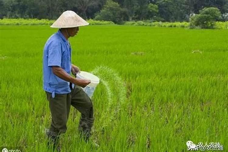 草莓发生红中柱根腐病如何防治？草莓重茬根腐用什么肥料好？