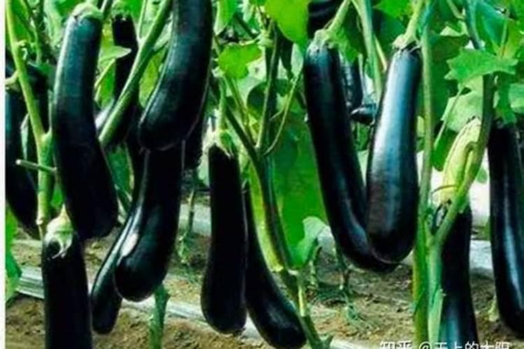 茄子施肥是坑施好还是撒施好