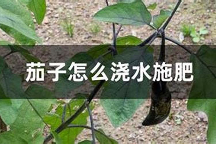 请问老师们,茄子冲什么肥料好