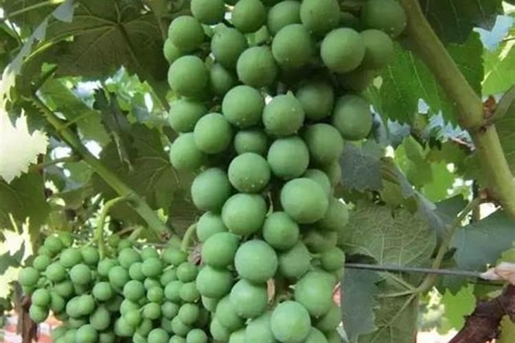 四季豆结荚期施什么肥