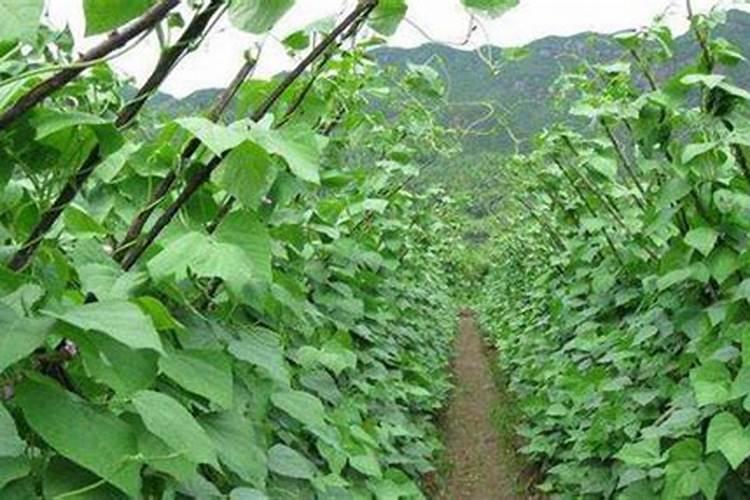 四季豆高产种植方法