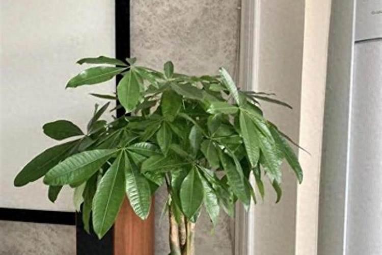 水培铜钱草施什么肥