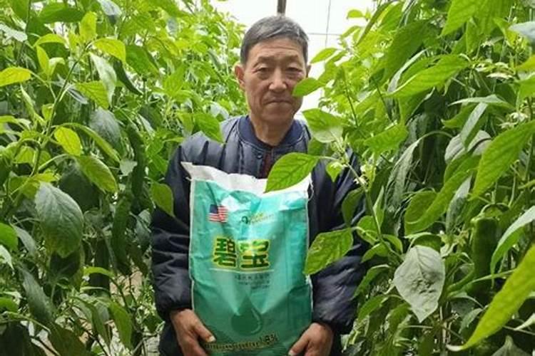 小麦黄花叶病毒病用什么药