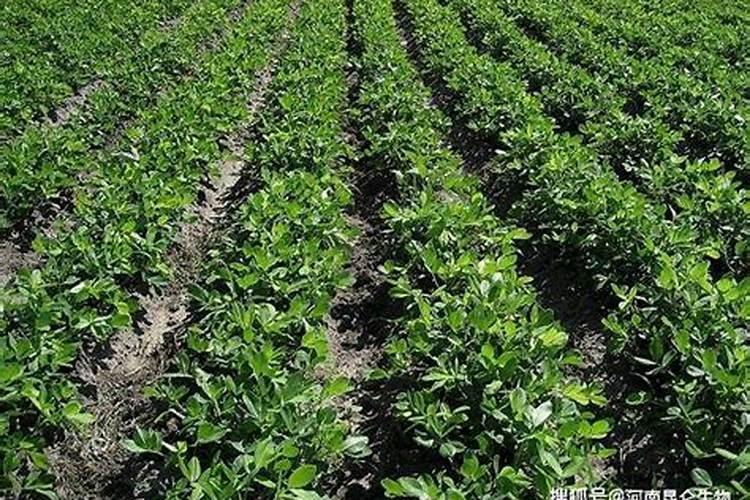 国际维和人员日宣传语