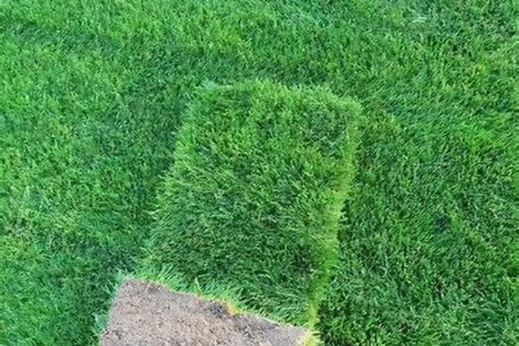 90%多菌灵用于柑桔树的兑水比例？