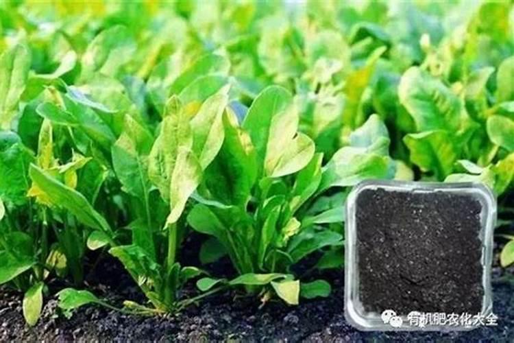 四季豆用什么肥料
