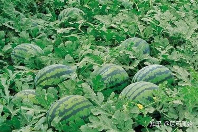 水稻要施硼肥吗