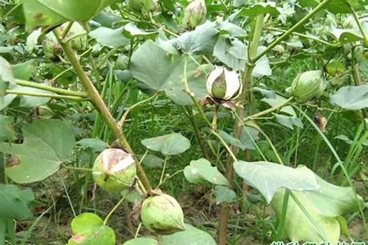 田间四季豆开花和结果可以施肥吗