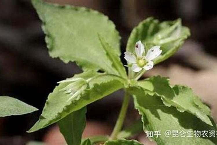 太子参病虫害防治技术,太子参的病虫害防治