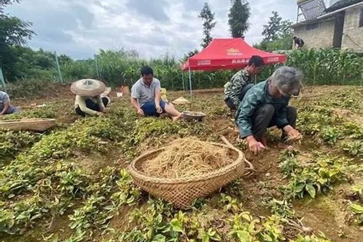 太子参出现发黄卷叶怎么处理