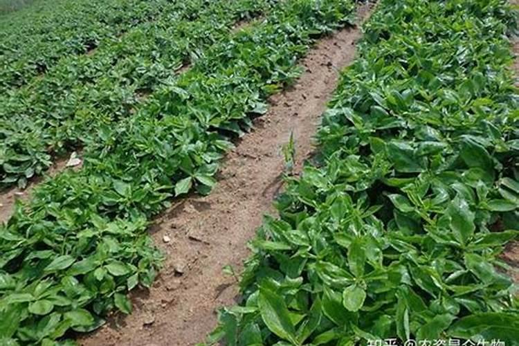 生物菌肥一亩地用多少合适呀