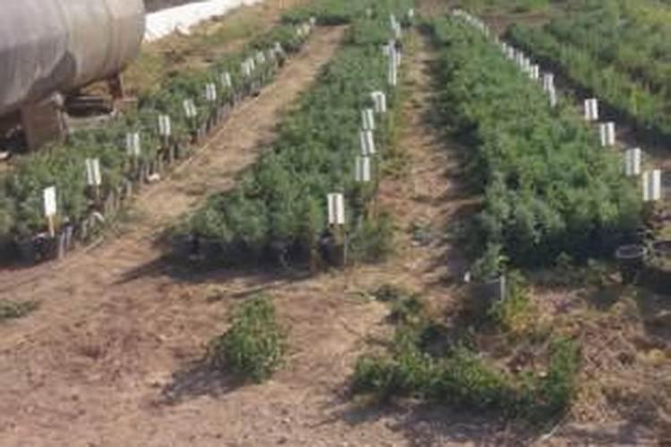 烟嘧磺隆十什么除草剂打白芨地效果最好