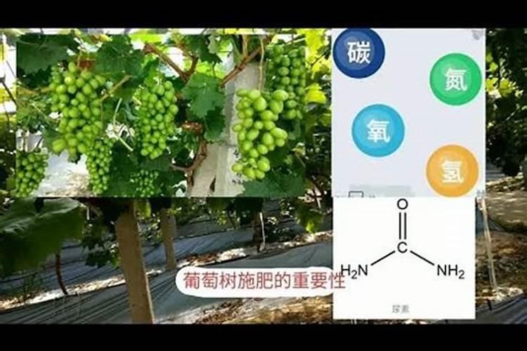 栀子花用什么土最好