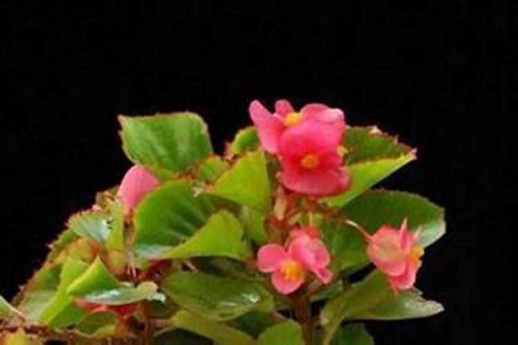 栀子花换盆用什么土最好