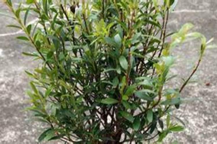 黄杨盆景修剪方法是什么