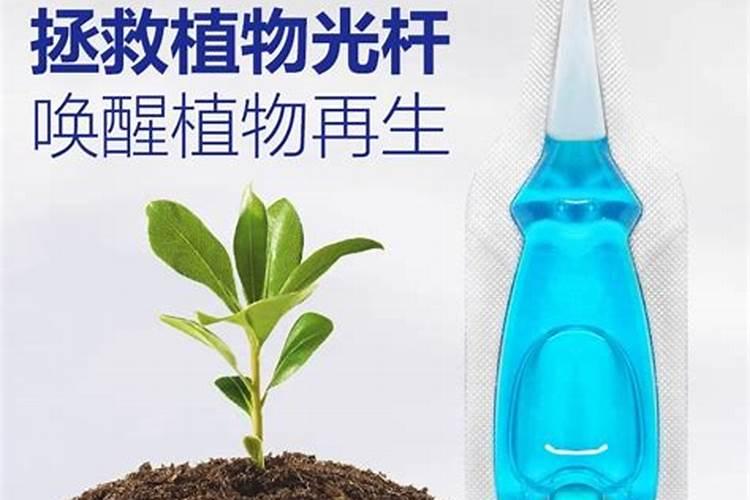 沃柑幼苗第一年修剪