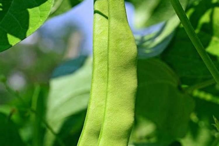 观叶花叶子不光泽(观叶花叶子不光泽怎么办)