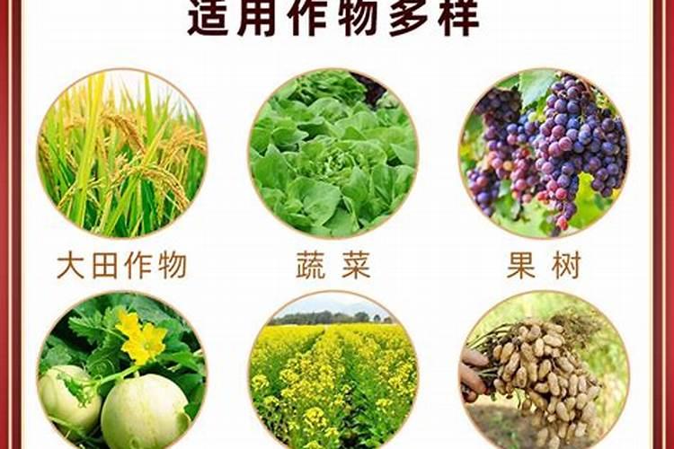 观叶植物如何施肥？