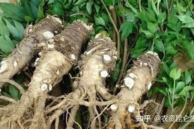 蟹爪兰有花苞了怎么浇水