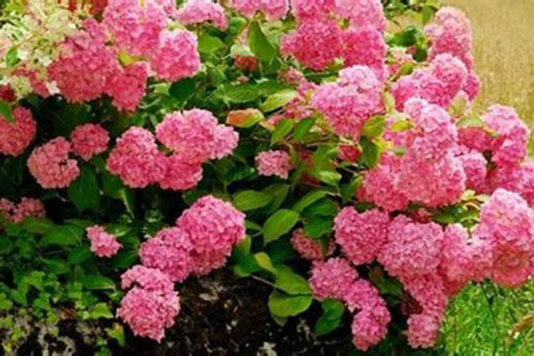 绣球花怎么养护