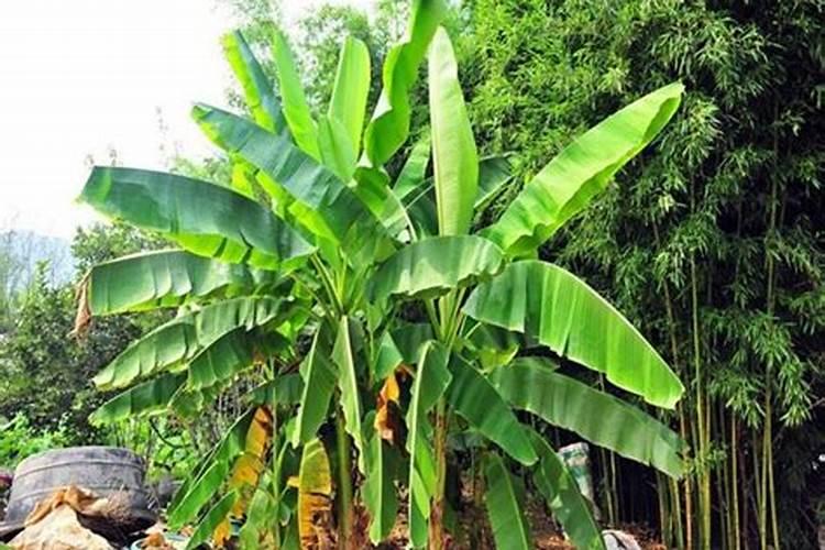 葡萄树在什么时候施肥最合适