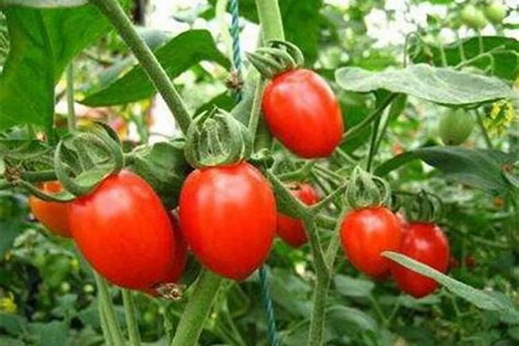 月季花移栽后多久才能缓过苗来？