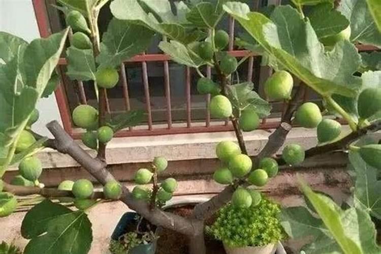 无花果施肥用什么肥料 施什么肥果实大