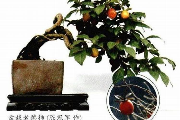 老鸦柿叶子卷曲原因与处理方法