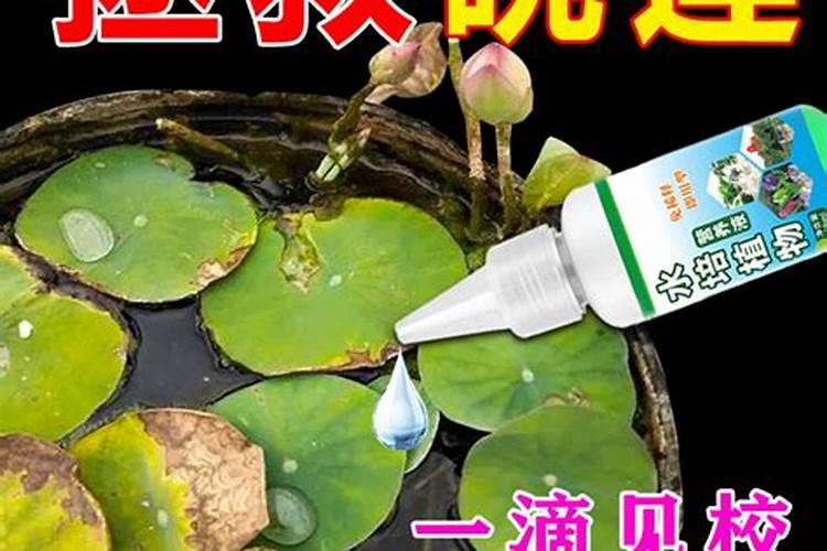 碗莲一年生还是多年生拉丁名