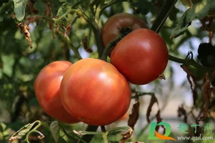 烂西红柿通通不要扔,越烂越有独特价值