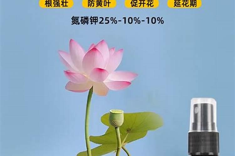 碗莲用营养液怎么用？