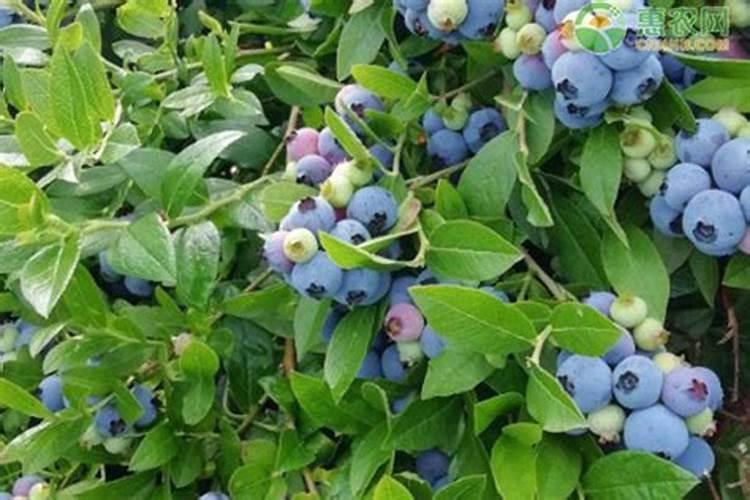 种菜用什么肥料做基肥