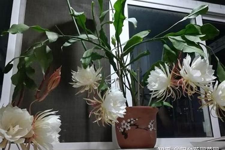 种花生用什么肥料比较好一点