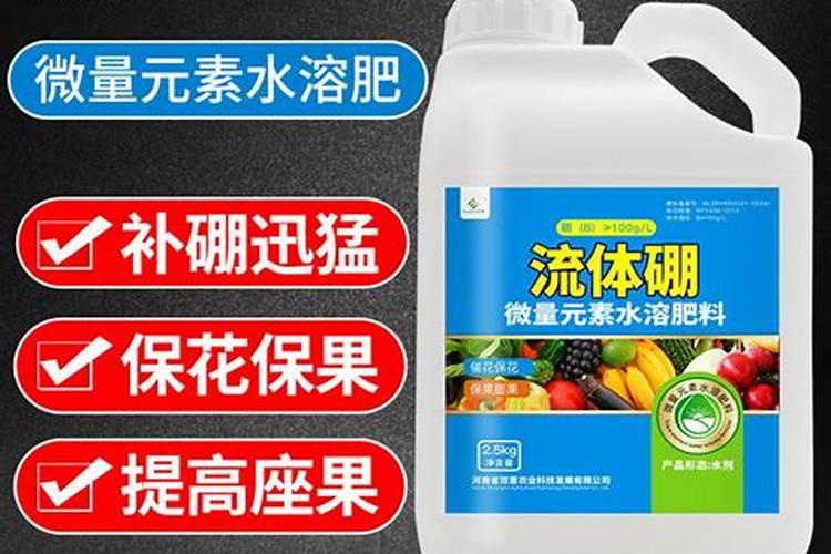 橘子树苗耐热吗