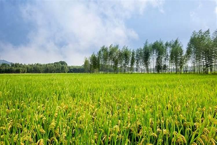 高钾大量元素水溶肥哪个牌子的比较好,