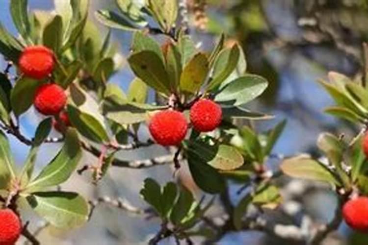 大樱桃栽培管理中存在的问题及对策