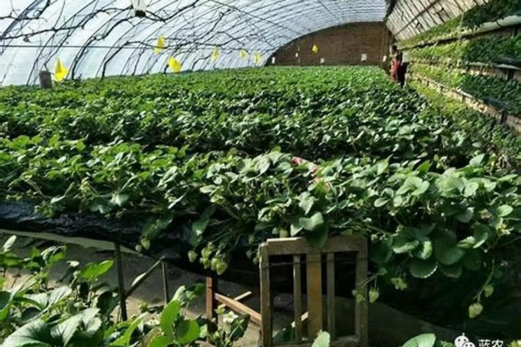 植物营养液与肥料的区别