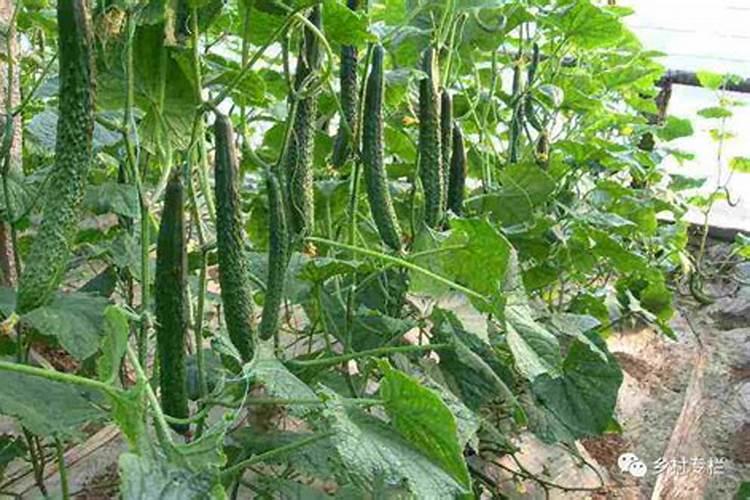 怎么给刚结果的黄瓜施肥和浇水？施什么肥比较好？