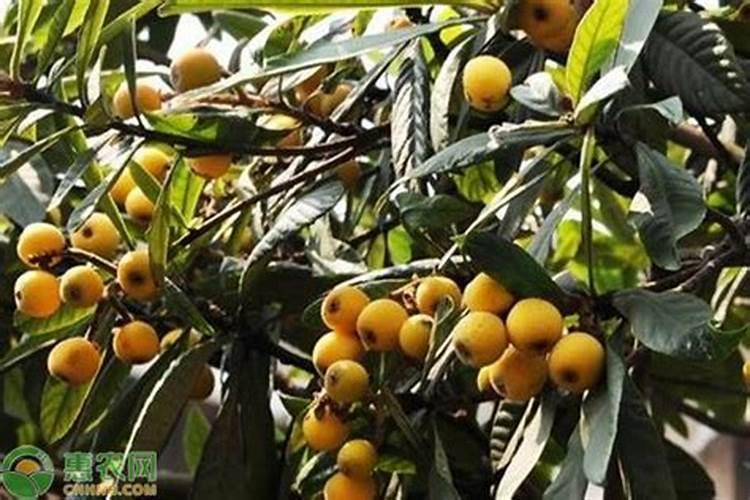 柚子膨果期追肥用什么好？叶面追肥用肥建议