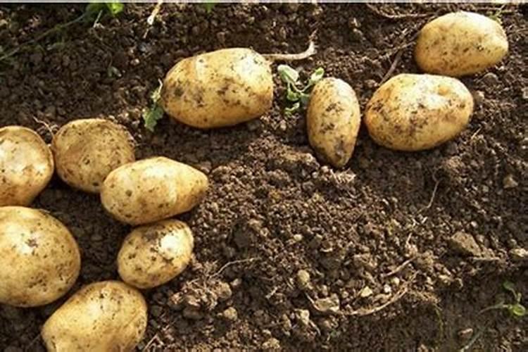 长寿花施什么肥最好