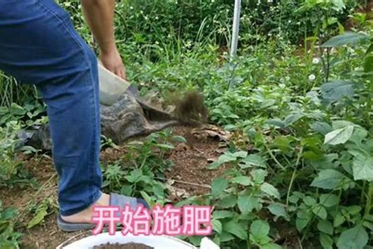 葫芦坐果期如何施肥