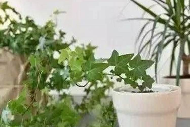 甘蔗水正确煮法