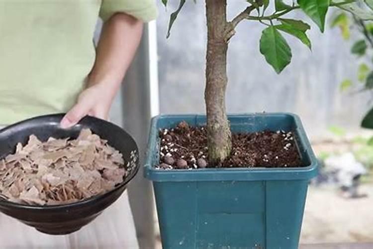 白魔芋栽培方法 如果土地曾种植过烟草