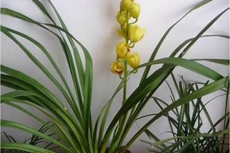 钾肥对植物的作用 钾肥对植物的作用促进哪部分生长