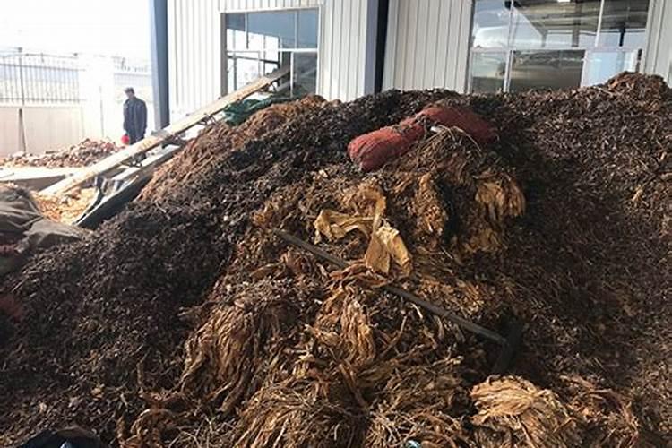 怎样使已经干了的烟叶变成黄色