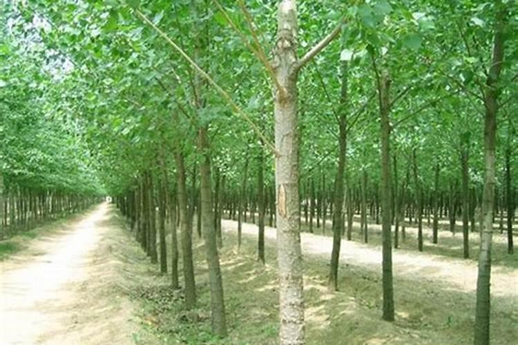 速生杨怎样施肥